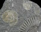 Dactylioceras Ammonite Cluster - Posidonia Shale #23088-1